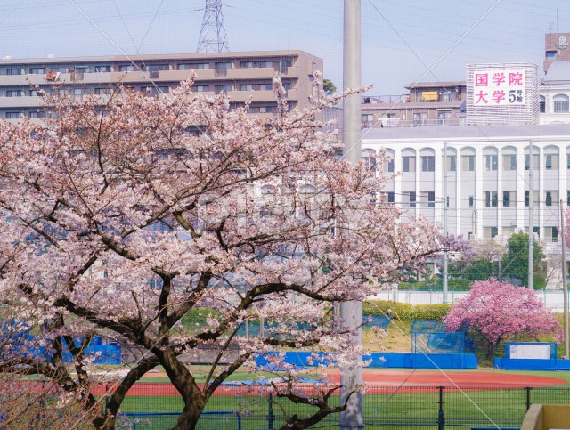 写真のタイトルが入ります
