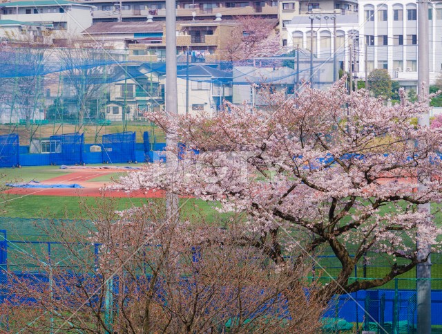 写真のタイトルが入ります