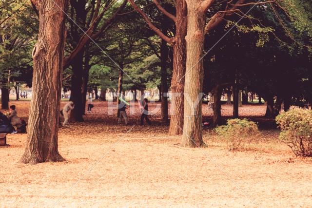 写真のタイトルが入ります