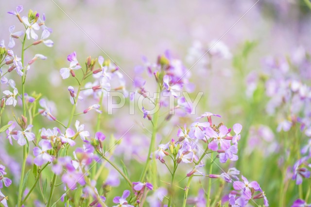 写真のタイトルが入ります
