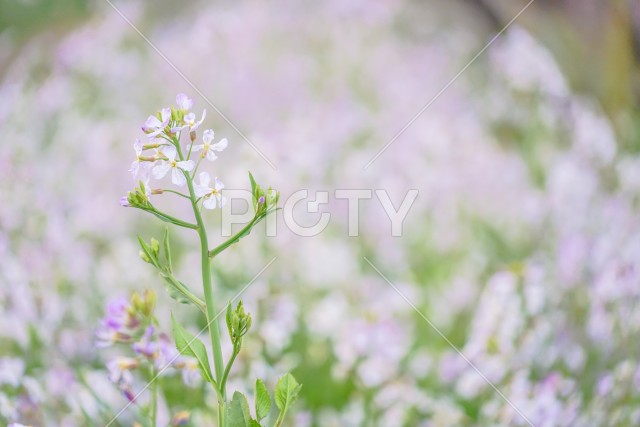写真のタイトルが入ります