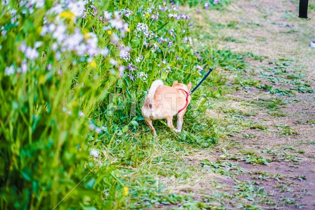 写真のタイトルが入ります