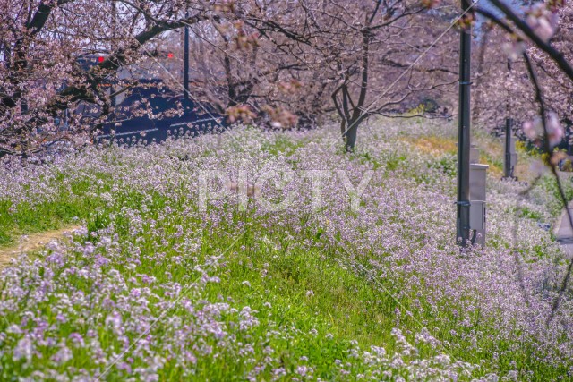 写真のタイトルが入ります