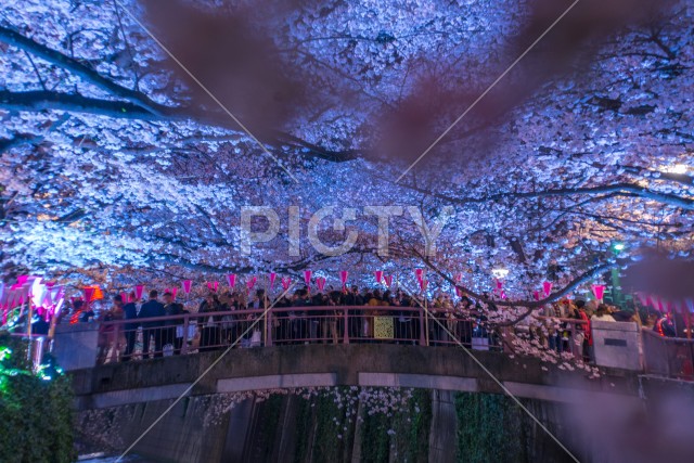 写真のタイトルが入ります