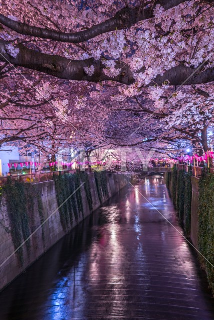 写真のタイトルが入ります
