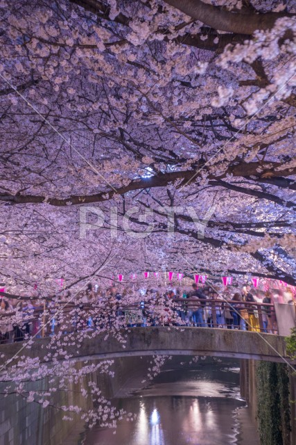 写真のタイトルが入ります