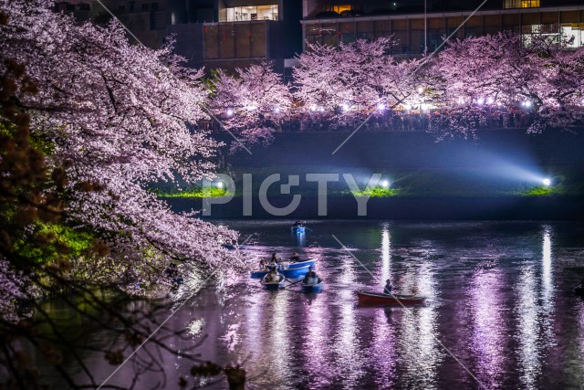 千鳥ヶ淵のさくらとボート