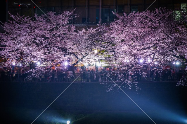 千鳥ヶ淵の夜桜