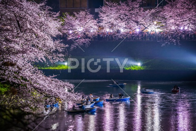 千鳥ヶ淵のさくらとボート