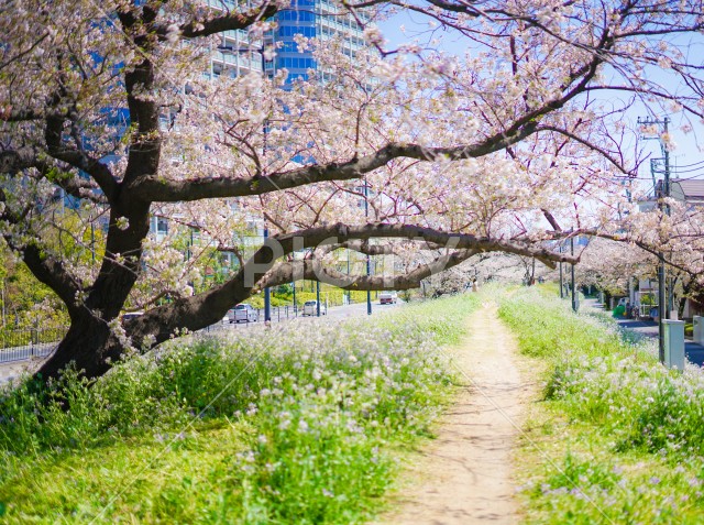 二子玉川・多摩川の桜並木道