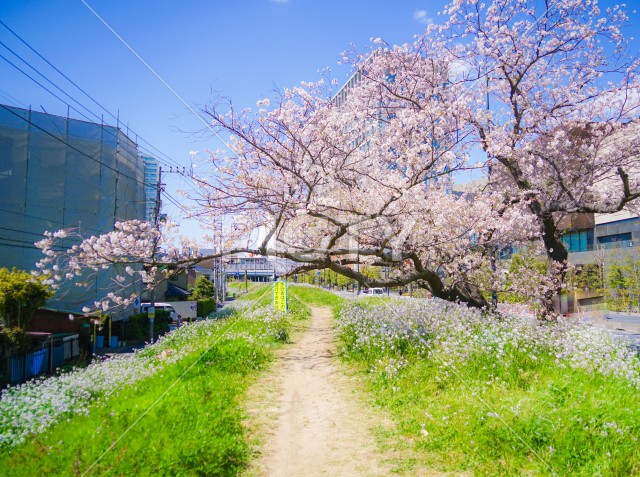 二子玉川・多摩川の桜並木道