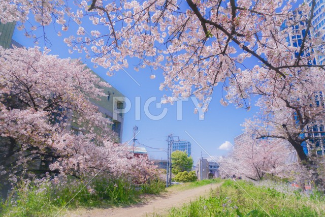 二子玉川・多摩川の桜並木道