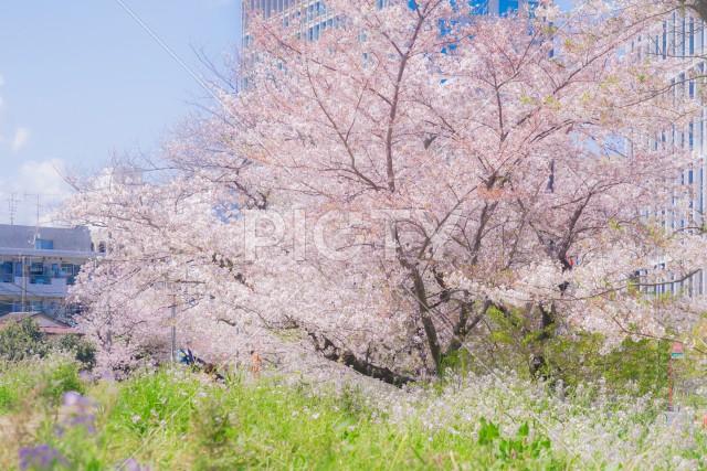 写真のタイトルが入ります