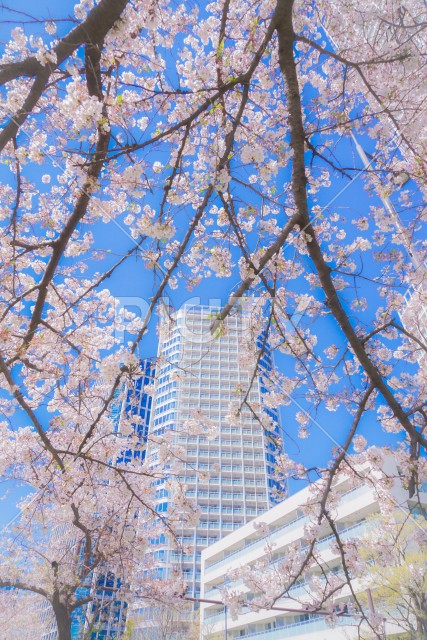 二子玉川・多摩川の桜並木道