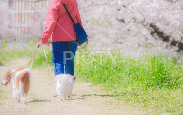写真のタイトルが入ります