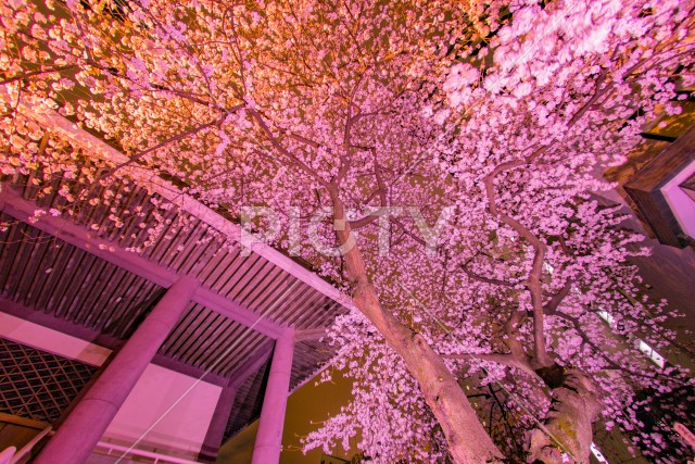 新宿の高層ビル群とライトアップされた桜