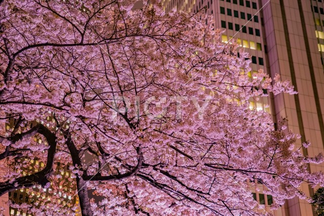 新宿の高層ビル群とライトアップされた桜