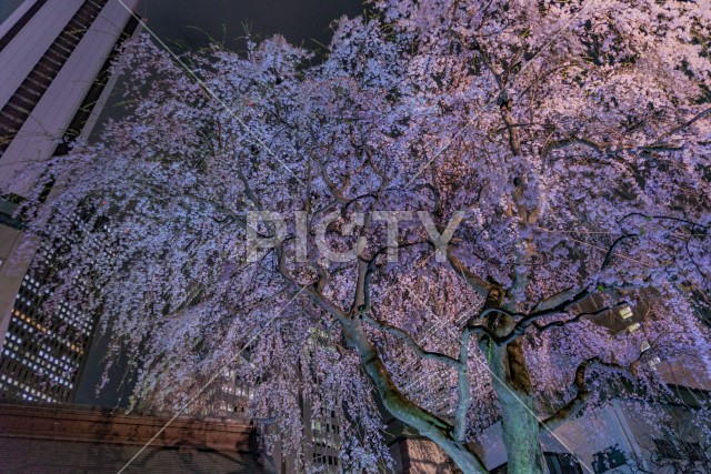 写真のタイトルが入ります