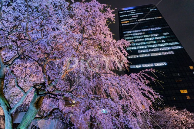 写真のタイトルが入ります