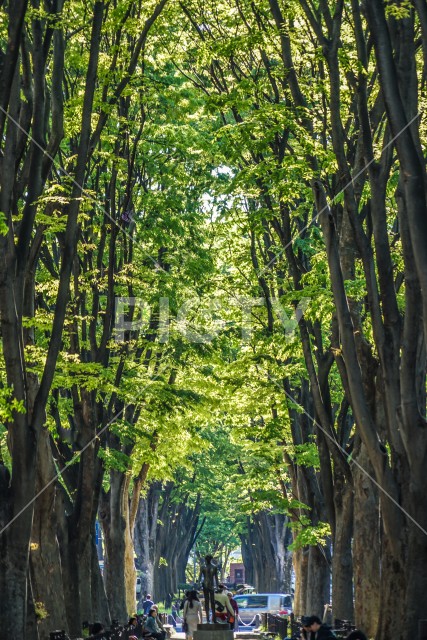 写真のタイトルが入ります