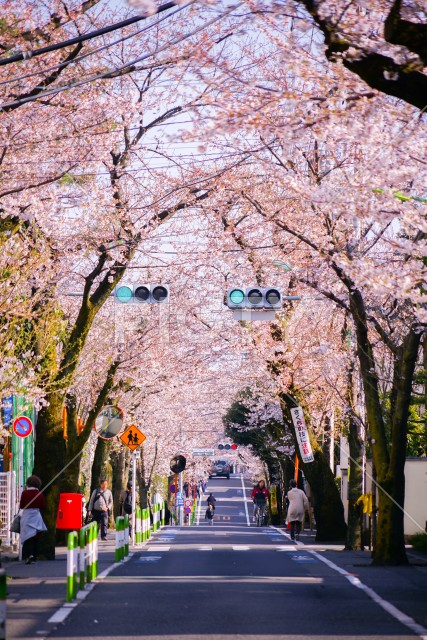 写真のタイトルが入ります