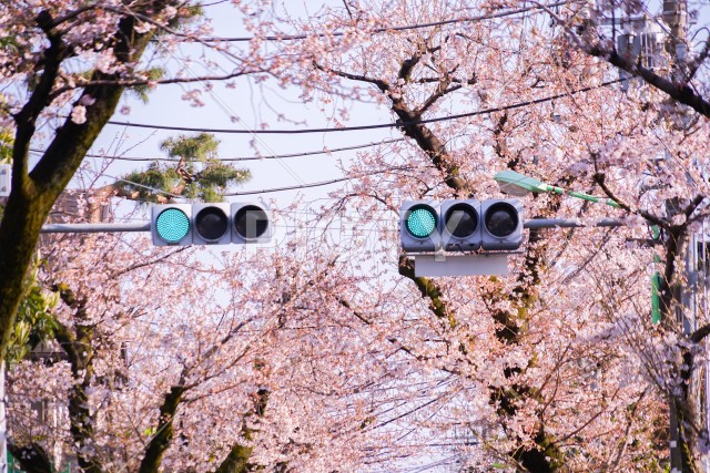 世田谷区桜新町の桜並木道