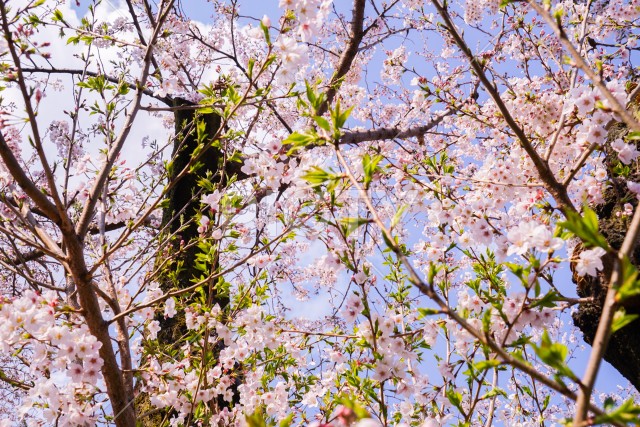 世田谷区桜新町の桜並木道