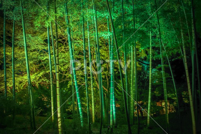 六義園の竹林