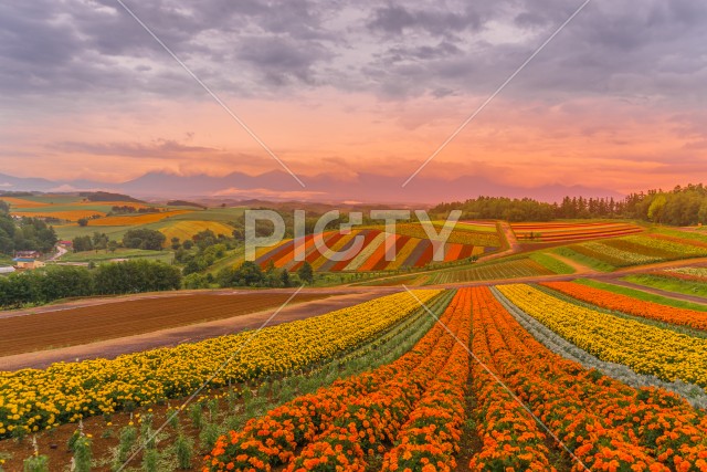 写真のタイトルが入ります