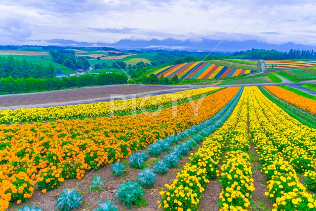 写真のタイトルが入ります