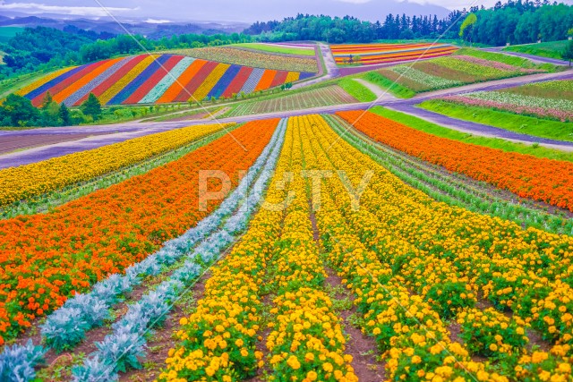 写真のタイトルが入ります