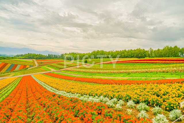 写真のタイトルが入ります