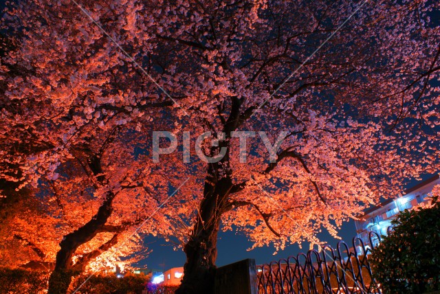 写真のタイトルが入ります