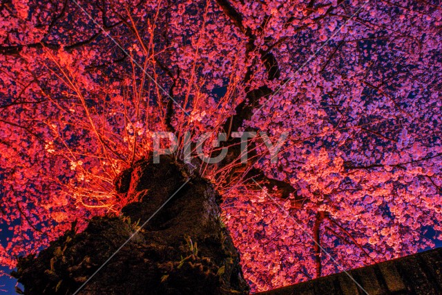 写真のタイトルが入ります
