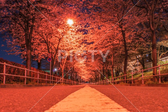 写真のタイトルが入ります