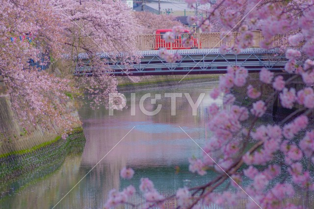 桜に包まれた薪田橋（大岡川プロムナード）
