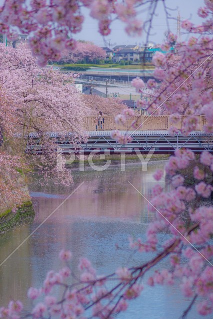 桜に包まれた薪田橋（大岡川プロムナード）