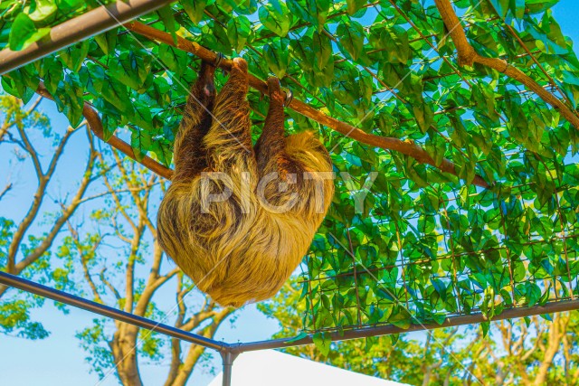 棒にぶら下がるナマケモノのイメージ