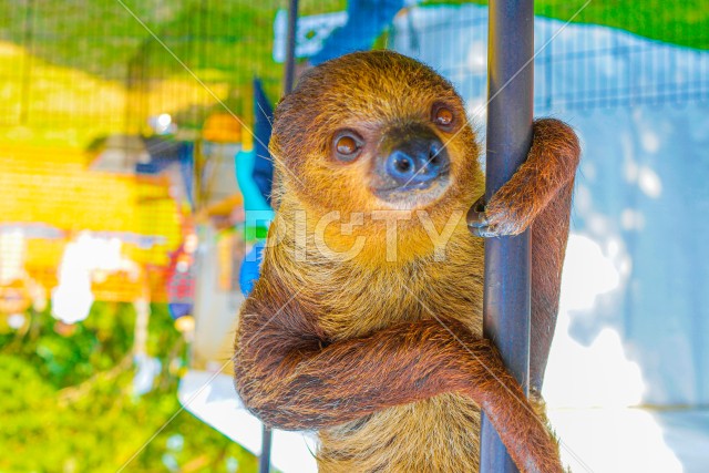 棒にぶら下がるナマケモノのイメージ