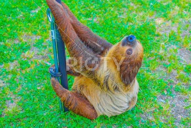 棒にぶら下がるナマケモノのイメージ