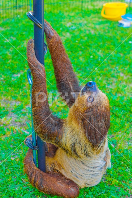 棒にぶら下がるナマケモノのイメージ