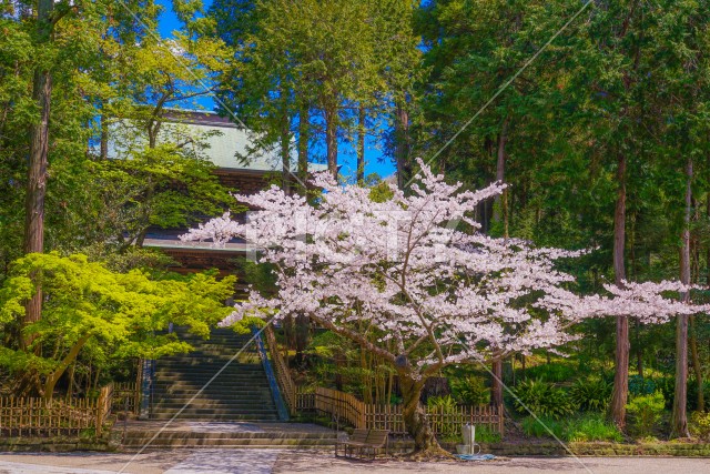 写真のタイトルが入ります