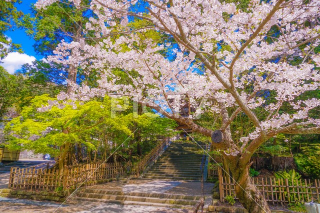 写真のタイトルが入ります