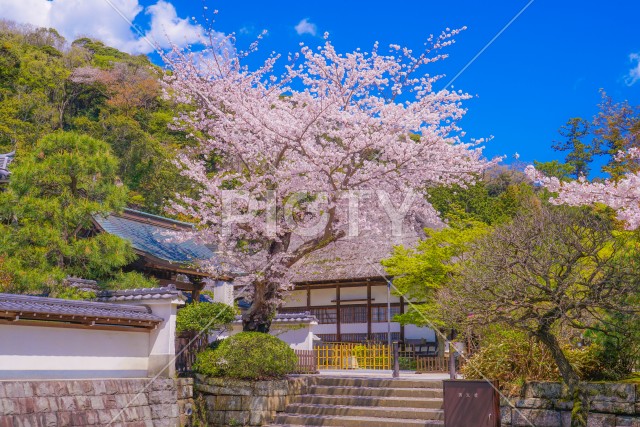 写真のタイトルが入ります