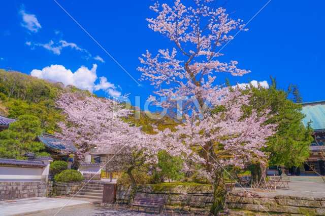 円覚寺の満開の桜（鎌倉市）