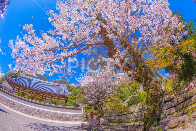 写真のタイトルが入ります