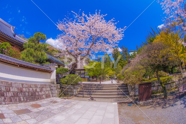 写真のタイトルが入ります