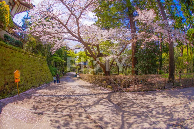 円覚寺の満開の桜（鎌倉市）