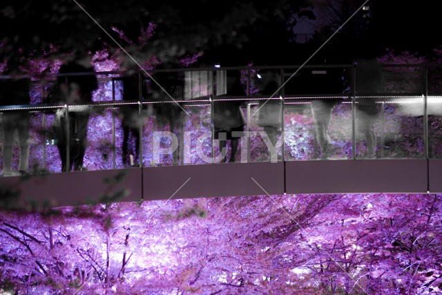 桜と人々のシルエット