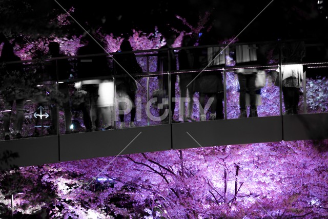 写真のタイトルが入ります
